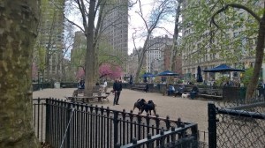 Izaak's favorite place-Madison Square Dog Park