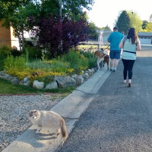 Det. Stabler coming along for the walk sans leash