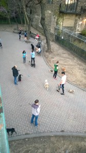 Puppies galore!  I miss my Izaak so much!