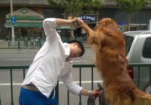 Golden retriever that was the house dog at our DVD store in Shanghai
