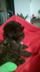 Adorable Thoraxis right before he pissed all over me.