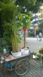 Plants on a cart-they deliver!