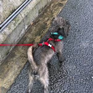 Thor taking his last walk on Chinese soil
