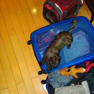 Thor is making sure we don't forget to take him with us