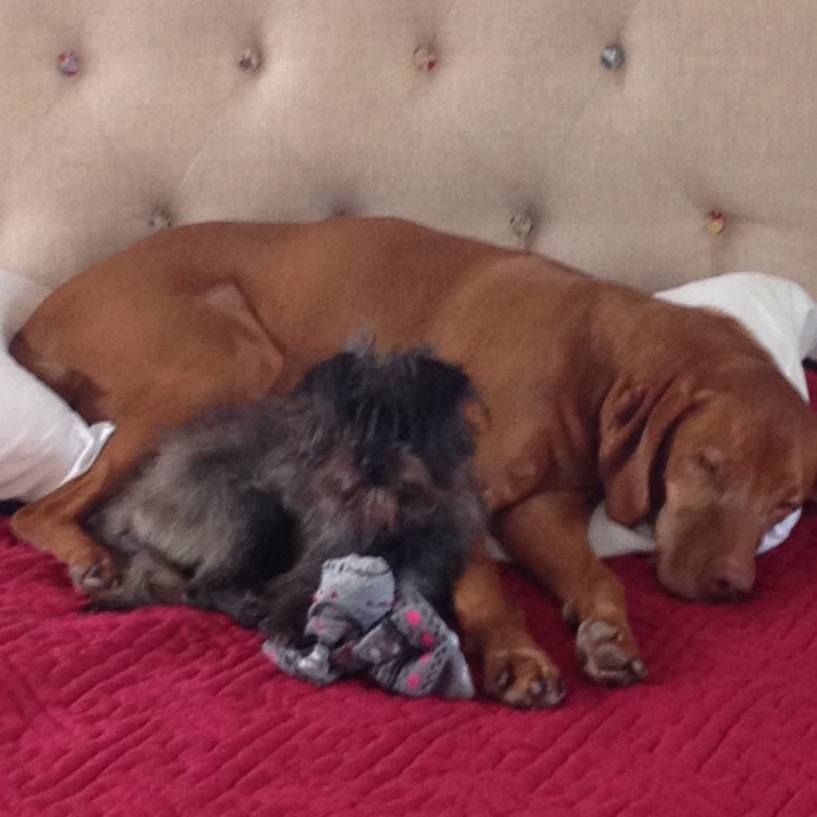 Thor guards his stolen sock booty while Thor naps on our memory foam pillows 