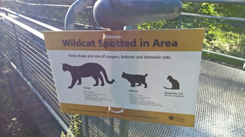 See Cougar Sign..See Melinda Run...Fast