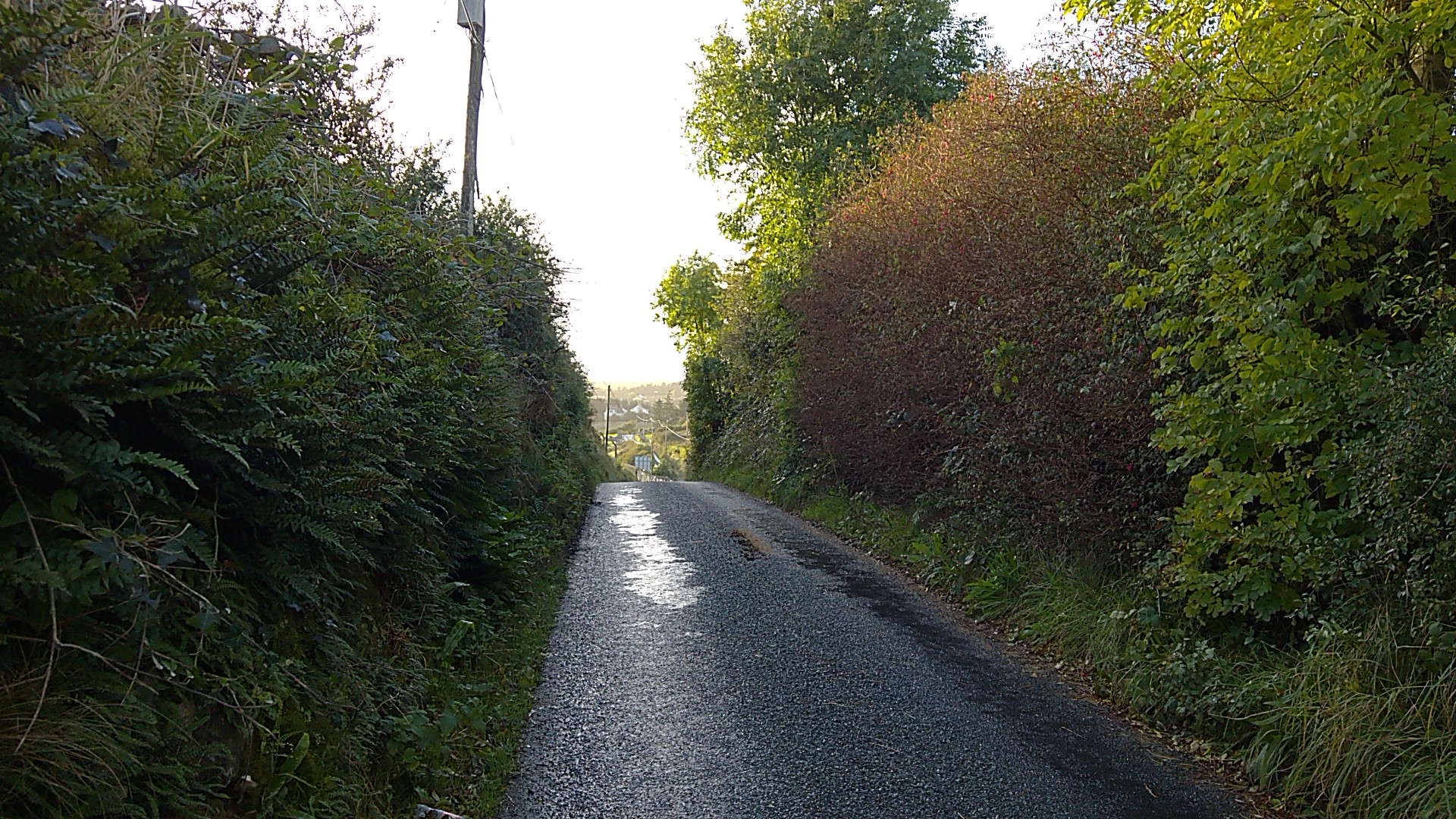 Down the Cow Path to Galway – Travels with Melinda